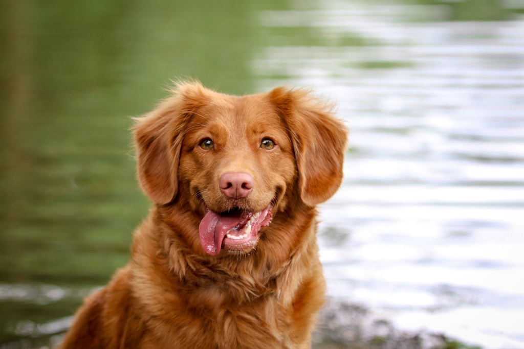 Happy dog with healthy teeth outdoors, demonstrating proper dental care for dogs with Oven-Baked Tradition