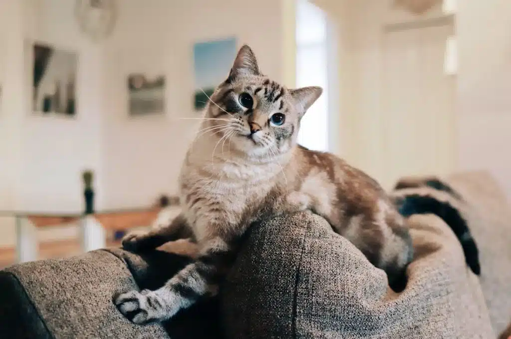 When a cat is new to a home where should the litter box be 1 Photo 1 photo 1610994835490 56b3dd61db4b