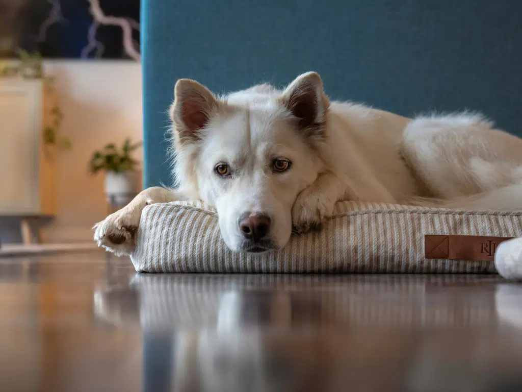 Can you really leave your dog home alone? 2 Relaxed dog in a cozy home interior, tips for dog comfort and rest at home.