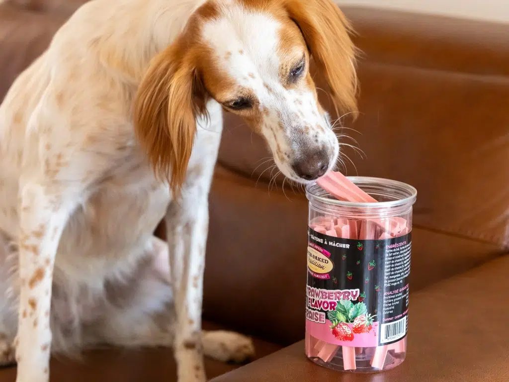 Can you really leave your dog home alone? 3 White and brown dog sniffing a jar of chew sticks, for a moment of relaxation and calm.