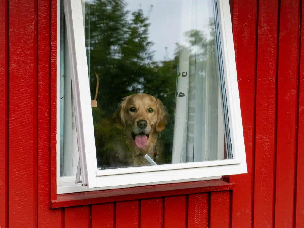 Can you really leave your dog home alone? 4 Dog looking out the window of a red house, waiting for the return of its owner