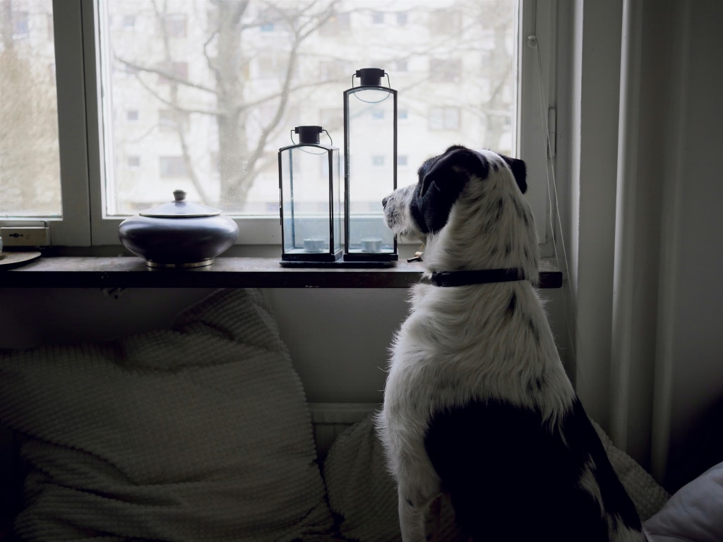 Chien observant son maître partir par la fenêtre, vu de l'intérieur de la maison