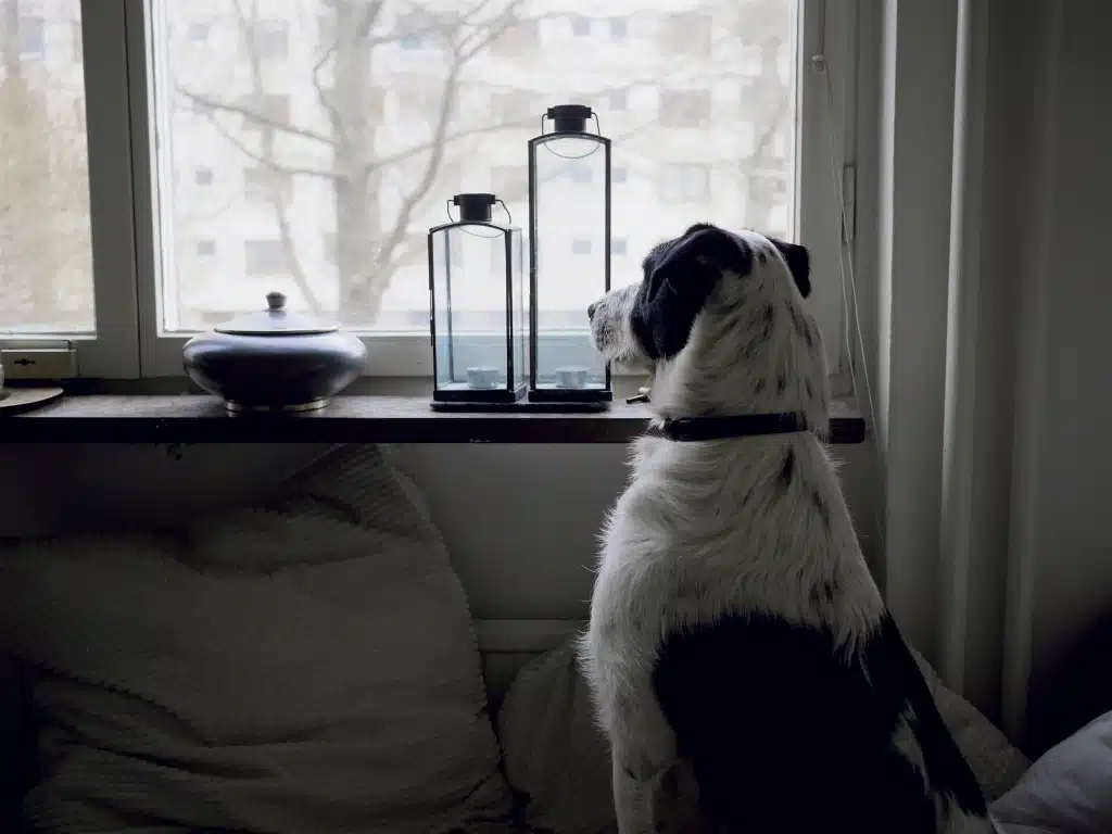 chien regarde maitre partir par fenetre interieur