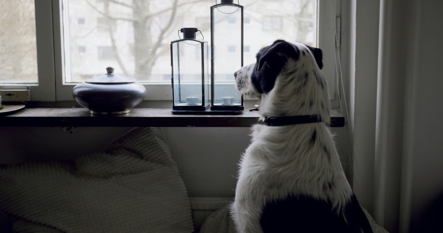 Chien observant son maître partir par la fenêtre, vu de l'intérieur de la maison