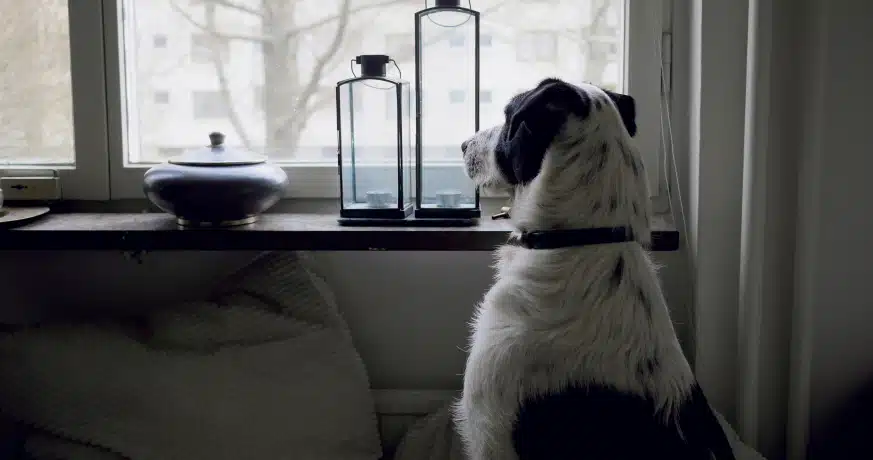 chien regarde maitre partir par fenetre interieur
