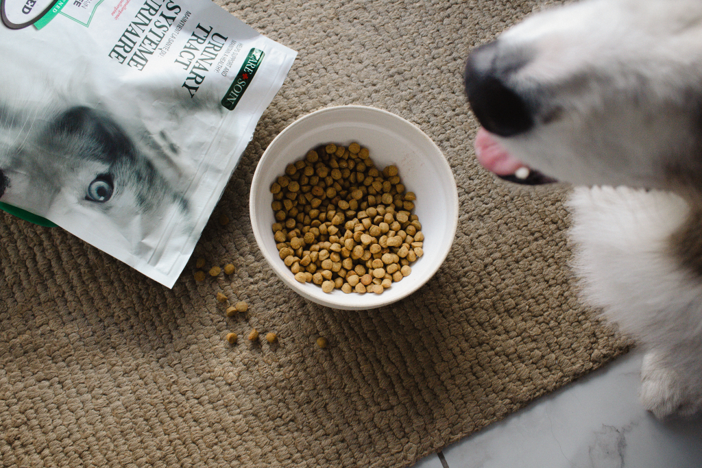 Dog waiting beside a bowl of Oven-Baked Tradition kibble with Care formula for urinary health