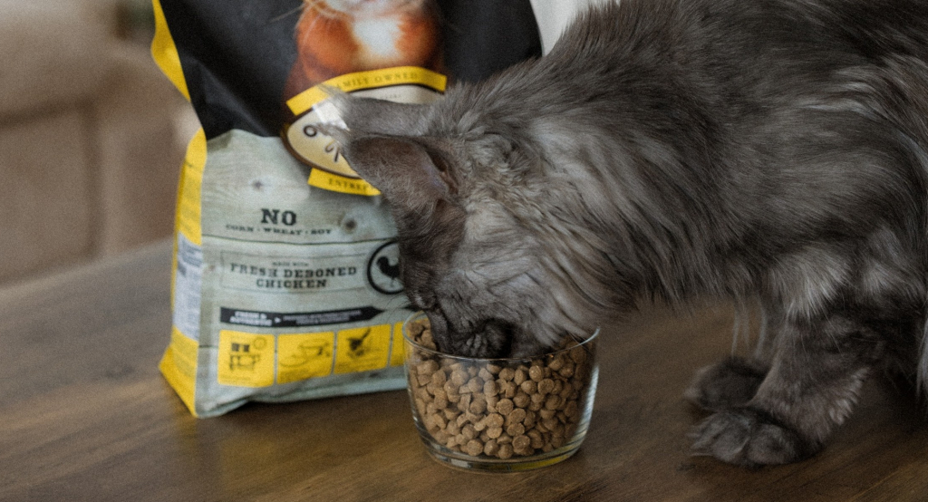 Un chat mange des croquettes au poulet dans un bol en verre, devant un sac de nourriture Oven-Baked Tradition sans maïs, blé ni soya, illustrant une alimentation naturelle et équilibrée.