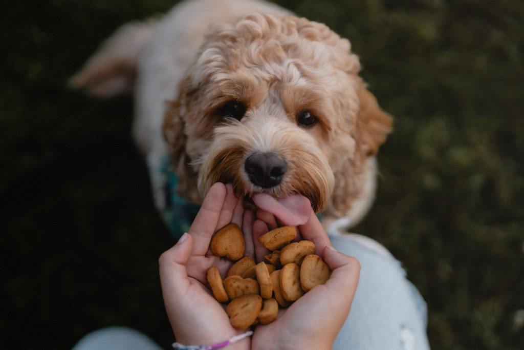 A curly-haired dog licking its lips while looking at a hand offering heart-shaped treats, in an outdoor setting, capturing a moment of reward and connection.
