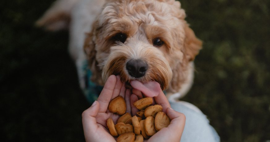 10 gestes simples pour améliorer le bien-être de votre animal  20 A curly-haired dog licking its lips while looking at a hand offering heart-shaped treats, in an outdoor setting, capturing a moment of reward and connection.