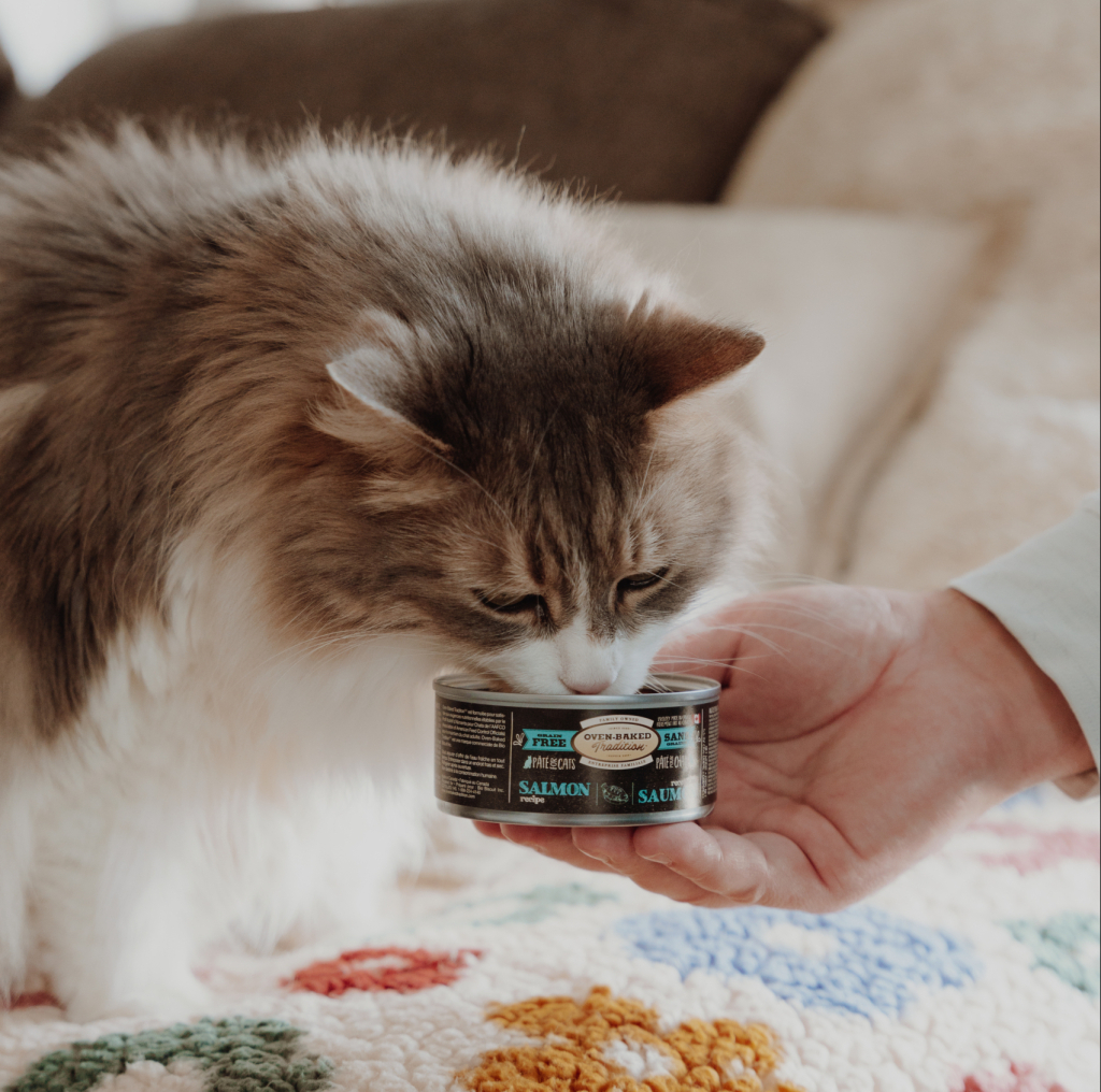 Obésité et diabète chez le chien et le chat 1 Chat à poil long sentant une conserve Oven-Baked Tradition au saumon, illustrant une alimentation saine et naturelle pour le bien-être animal.