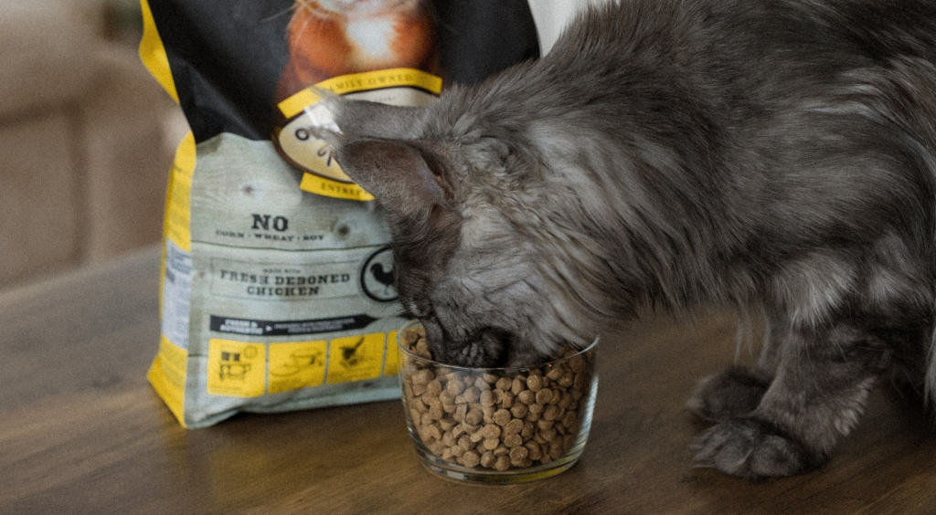 10 gestes simples pour améliorer le bien-être de votre animal 4 Chat mangeant des croquettes Oven-Baked Tradition à la formule Poulet frais désossé dans un bol en verre.