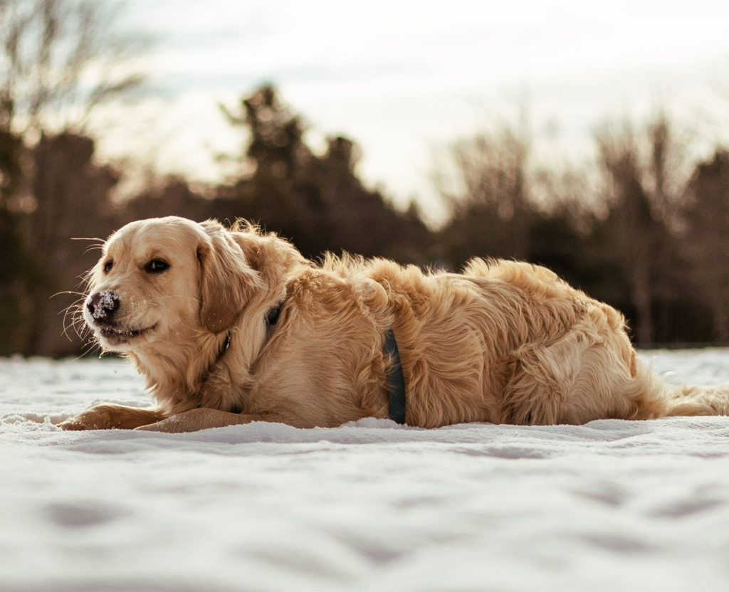 Obésité et diabète chez le chien et le chat 2 Golden Retriever couché dans la neige, illustrant les risques de surpoids et diabète chez les chiens, avec solutions nutritionnelles Oven-Baked Tradition.