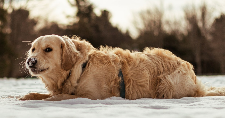 Golden Retriever couché dans la neige, illustrant les risques de surpoids et diabète chez les chiens, avec solutions nutritionnelles Oven-Baked Tradition.