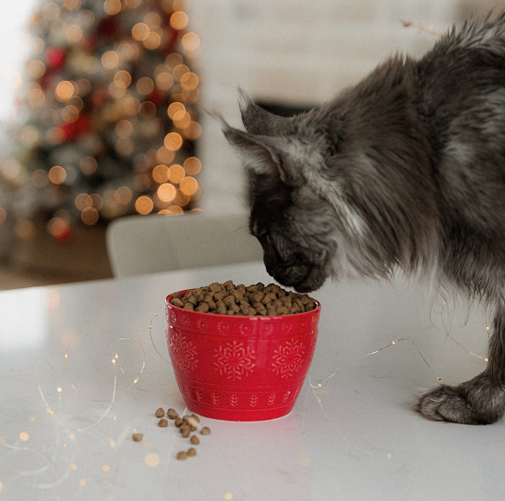 Grey cat in front of a decorated Christmas tree, tips for a stress-free holiday with Oven-Baked Tradition.