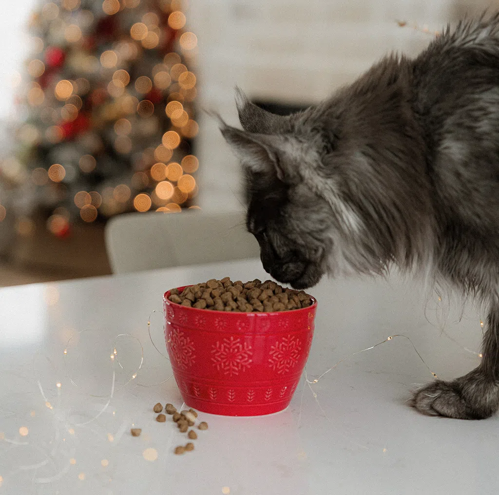 Chat dégustant la nourriture pour chat Oven-Baked Tradition cuite au four dans un bol rouge, conseils pour un Noël sans stress.