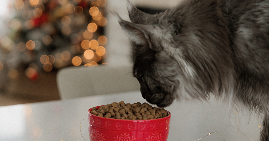Chat gris devant un sapin de Noël décoré, conseils pour un Noël sans stress avec Oven-Baked Tradition.