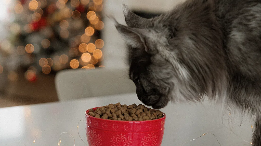 Chat gris devant un sapin de Noël décoré, conseils pour un Noël sans stress avec Oven-Baked Tradition.