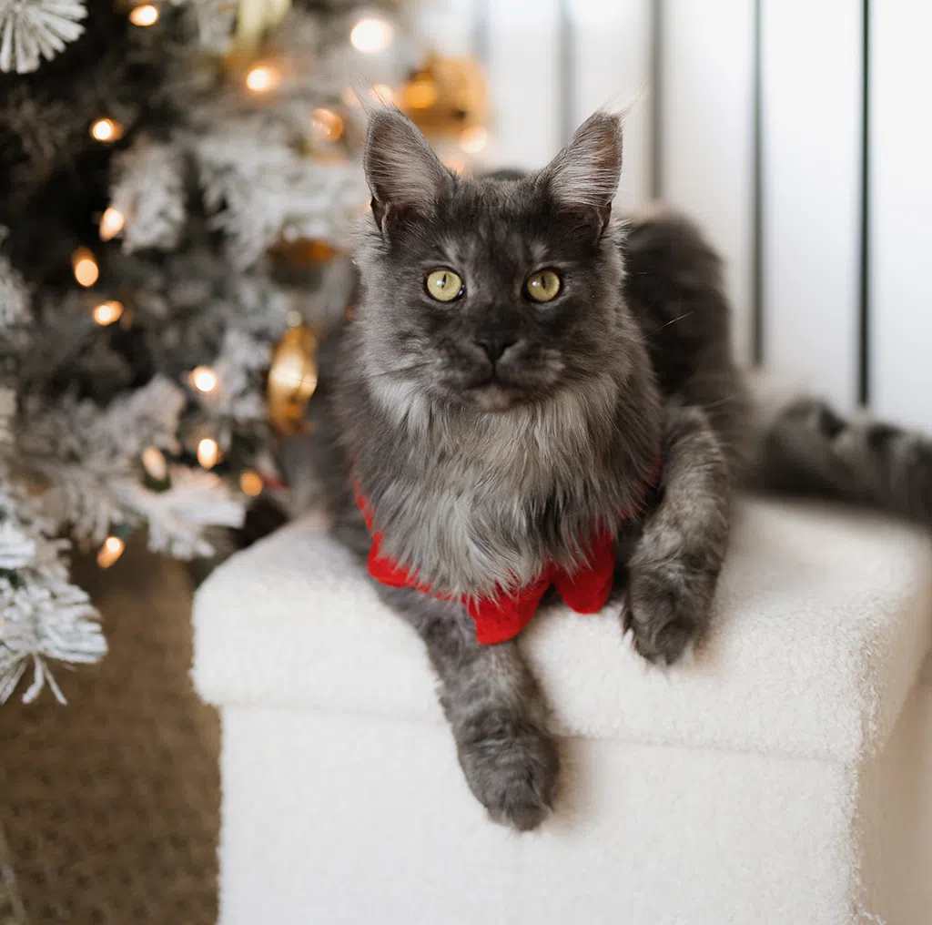 Chat gris devant un sapin de Noël décoré, conseils pour un Noël sans stress avec Oven-Baked Tradition.