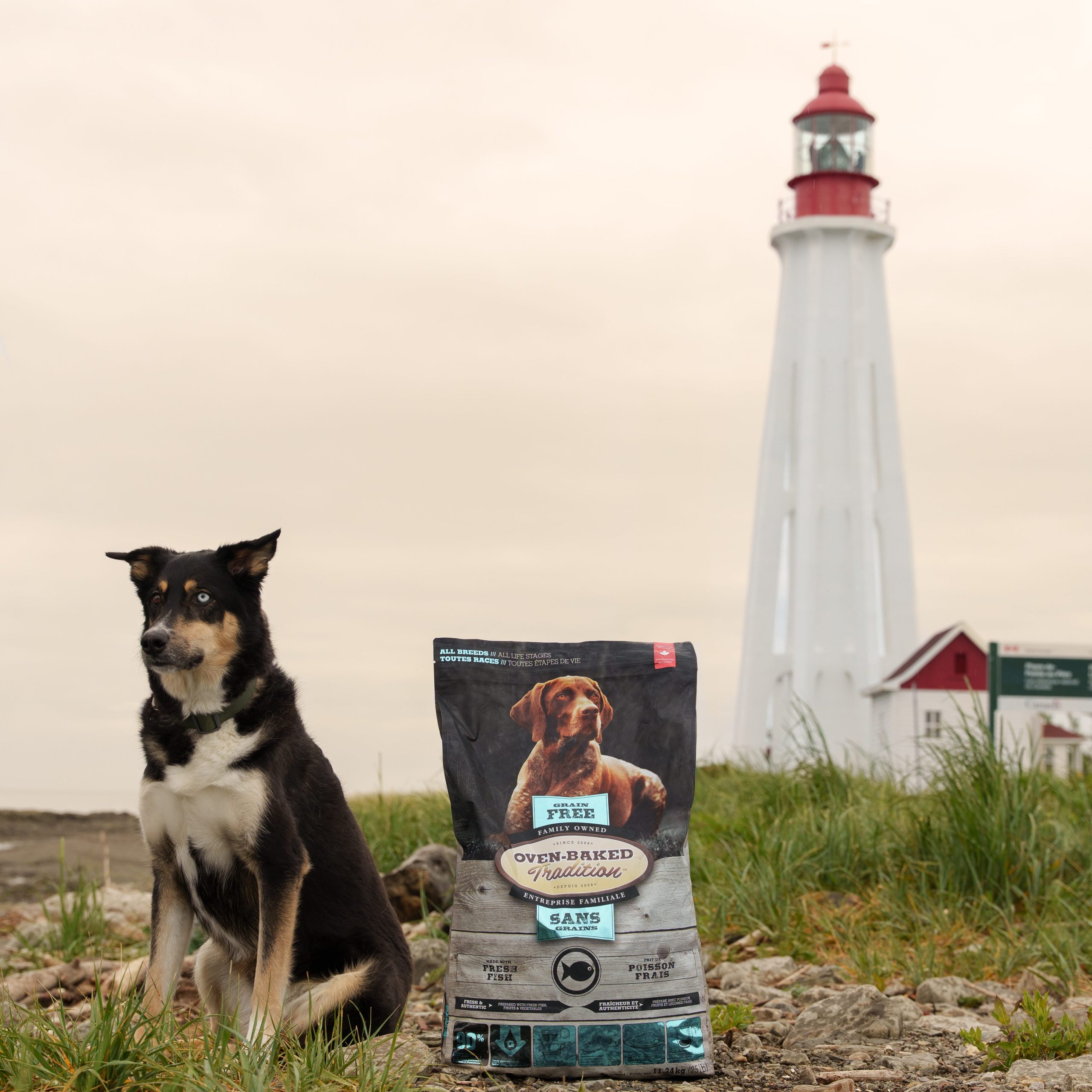 Hypoallergène ou sans poulet ? 15 Chien assis à côté d’un sac de nourriture hypoallergénique Oven-Baked Tradition devant un phare canadien