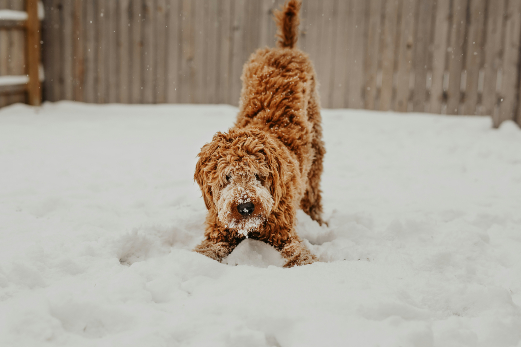 Chien à poil bouclé jouant dans la neige dans une cour clôturée, activité hivernale pour garder son chien actif – Oven-Baked Tradition
