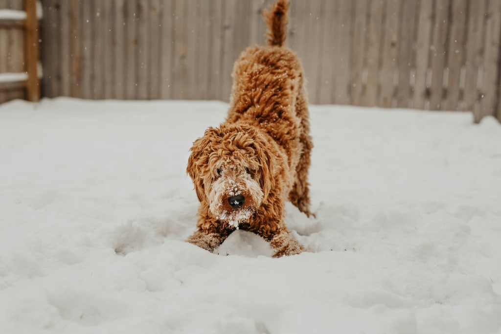 Curly-haired dog playing in the snow in a fenced yard, winter activity to keep dogs active – Oven-Baked Tradition
