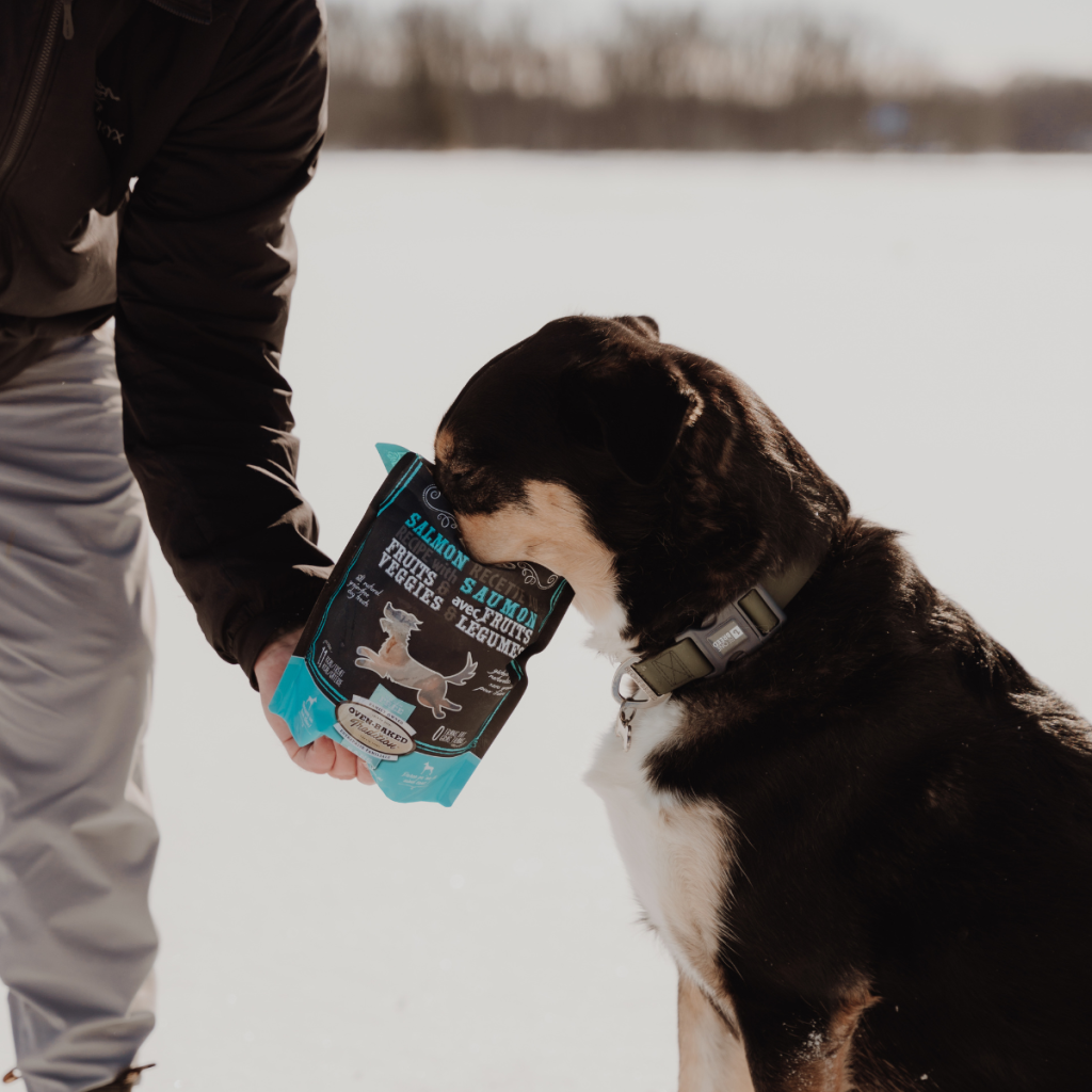 Chien sentant un sac de gâteries au saumon Oven-Baked Tradition dans la neige, récompense santé pour activités hivernales