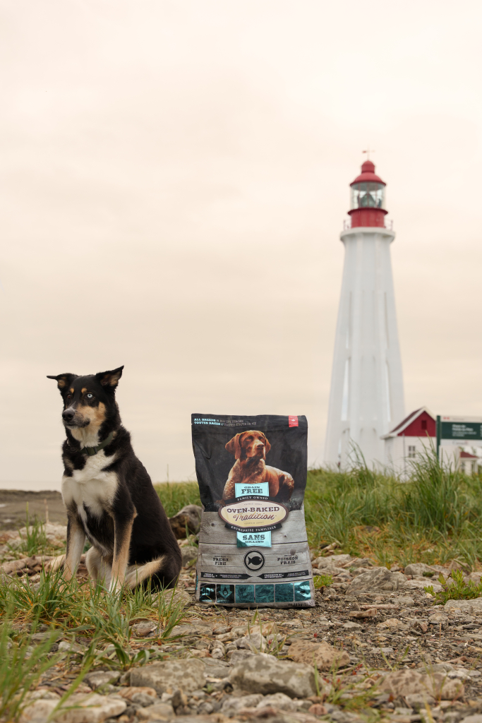 Hypoallergenic or chicken-free? 11 Oven-Baked Tradition hypoallergenic dog food bag with fish recipe, slow-baked for optimal nutrition, displayed outdoors near a lighthouse with a dog.