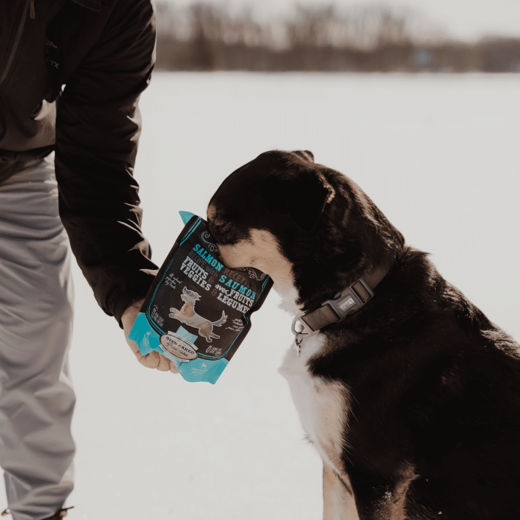 Dog sniffing a bag of Oven-Baked Tradition salmon treats in the snow, healthy reward for winter activities