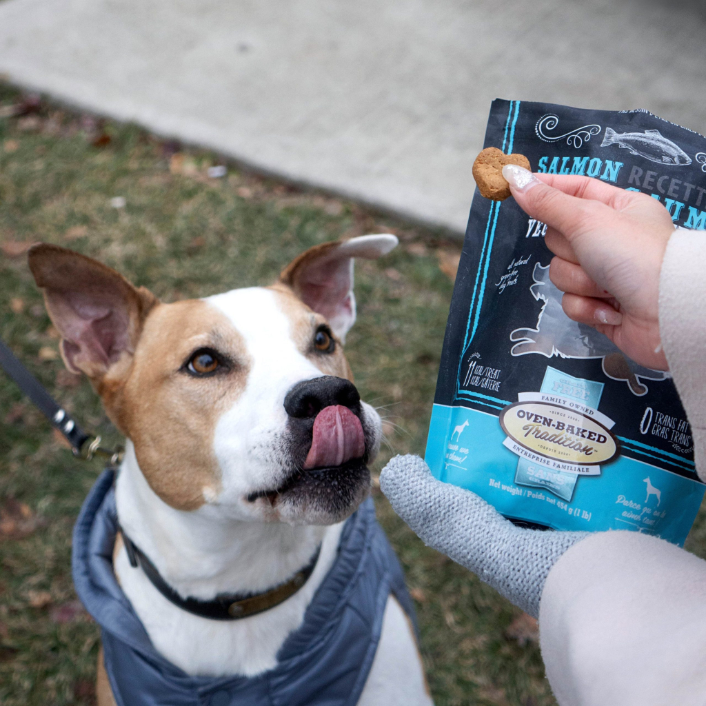Dog in outdoor training receiving Oven-Baked Tradition dog training treats, Natural Grain-Free Treats for Dogs – Salmon with Fruits and Vegetables, made in Canada and baked in the oven.
