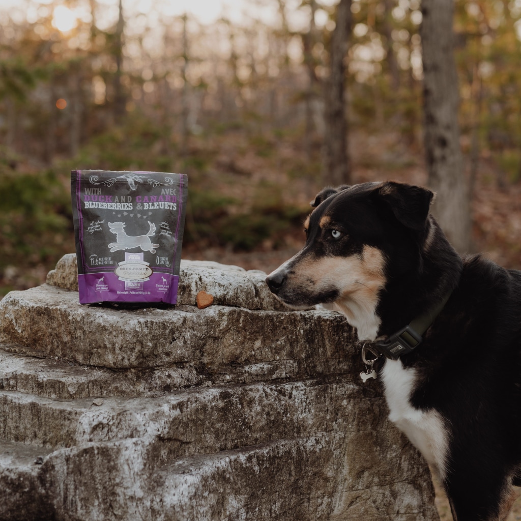 Chien en forêt en plein entraînement canin avec des gâteries d’entraînement pour chien Oven-Baked Tradition sans grains, saveur Canard et Bleuets, fabriquées au Québec et cuites au four.
