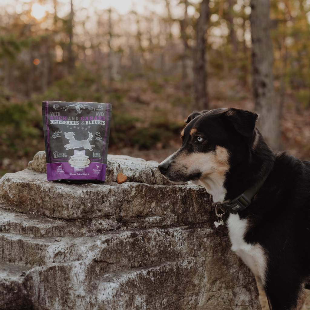 Dog in the forest during dog training with Oven-Baked Tradition dog training treats, Natural Grain-Free Treats for Dogs – Duck and Blueberries, made in Canada and baked in the oven.