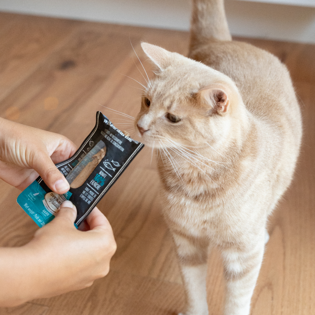 Cat receiving a grain-free Bonito and Taurine fillet treat from its owner during training with Oven-Baked Tradition, perfect for rewarding and motivating cats.
