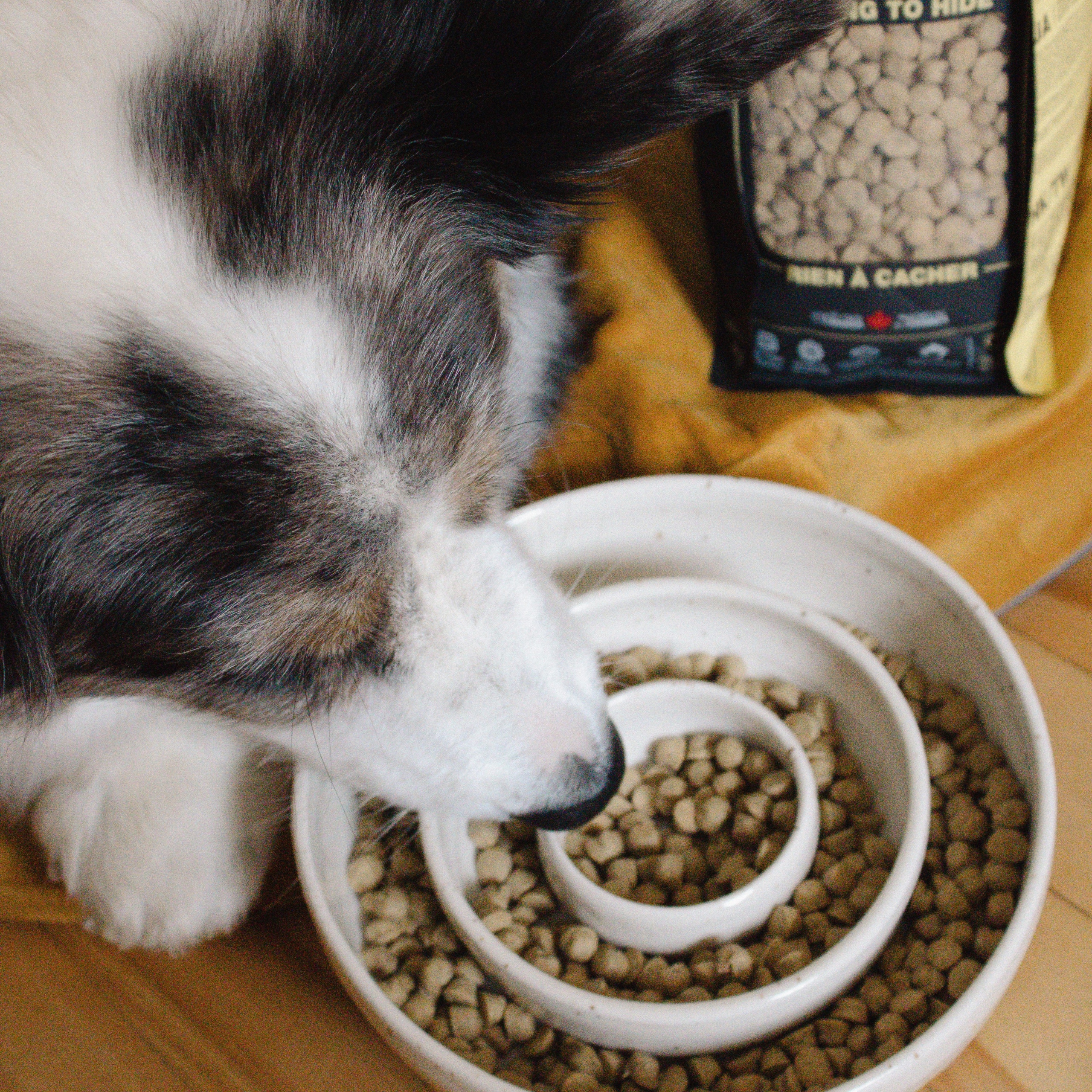 Dog enjoying Oven-Baked Tradition Capra grain-free food with goat protein after a successful food transition