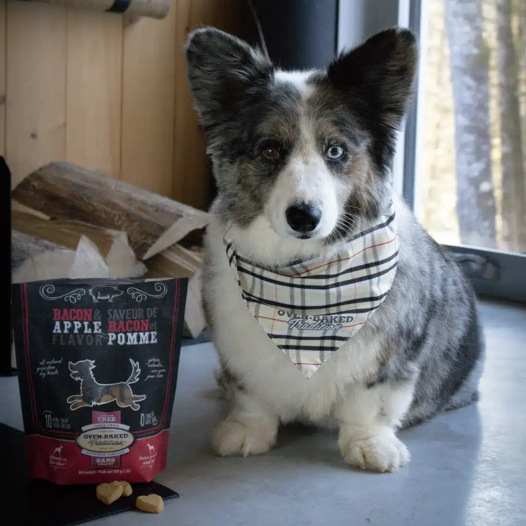 Chien posé à côté d’un sac de gâteries d’entraînement pour chien Oven-Baked Tradition sans grains, saveur Bacon et Pomme, après une séance d’entraînement, fabriquées au Québec et cuites au four.