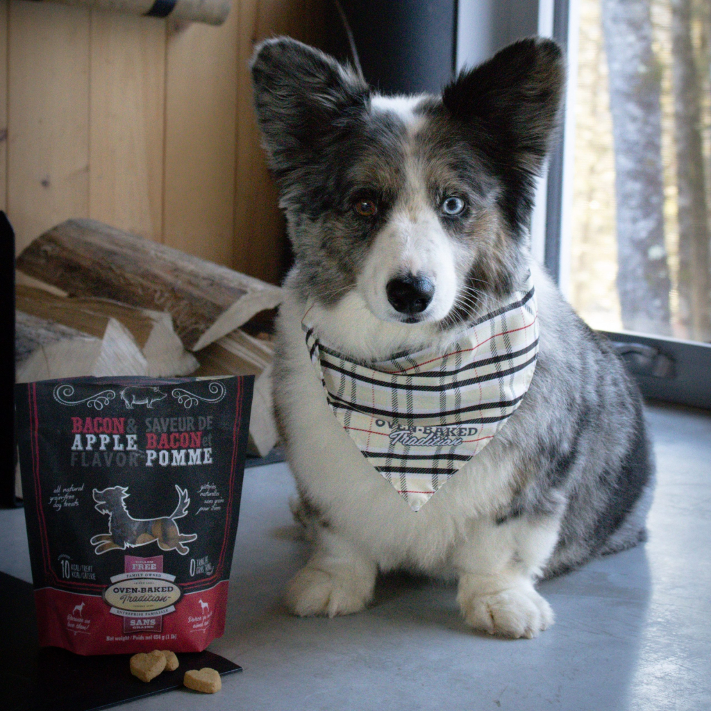 Dog sitting next to a bag of Oven-Baked Tradition dog training treats, Natural Grain-Free Treats for Dogs – Bacon and Apple, made in Canada and baked in the oven, after a training session.