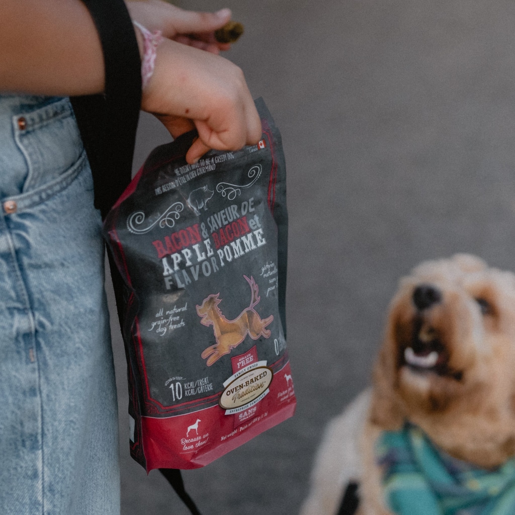 Chien en séance de dressage lors d’une promenade recevant des gâteries d’entraînement pour chien Oven-Baked Tradition, Gâteries sans grains naturelles pour chien – Bacon et Pomme, fabriquées au Québec et cuites au four.