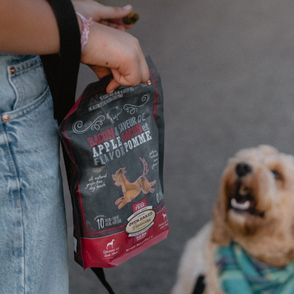 Dog during a training walk receiving Oven-Baked Tradition dog training treats, Natural Grain-Free Treats for Dogs – Bacon and Apple, made in Canada and baked in the oven.