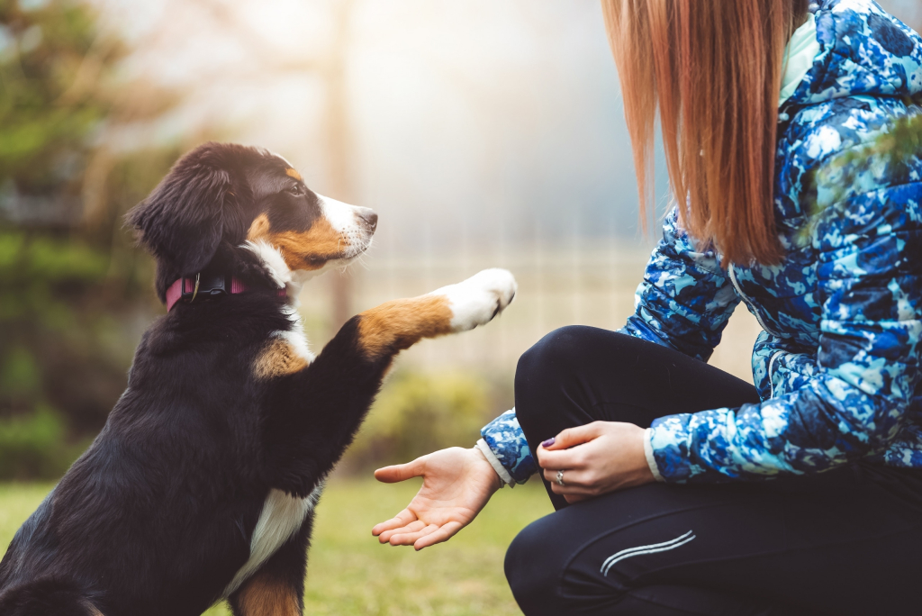 Dog giving its paw to its owner during training with Oven-Baked Tradition treats, perfect for strengthening the bond and motivating learning.
