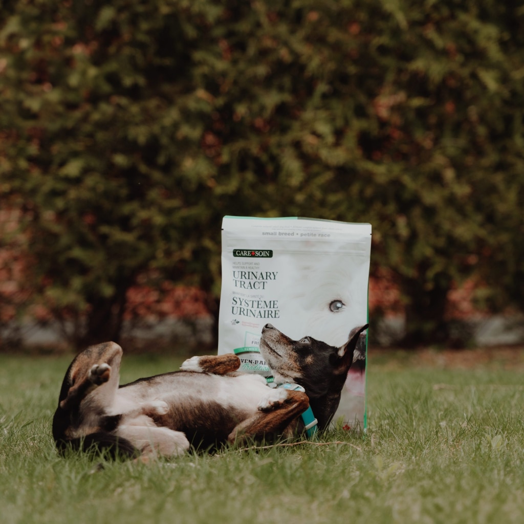 Happy small dog playing in front of Oven-Baked Tradition grain-free duck urinary health food for small dogs
