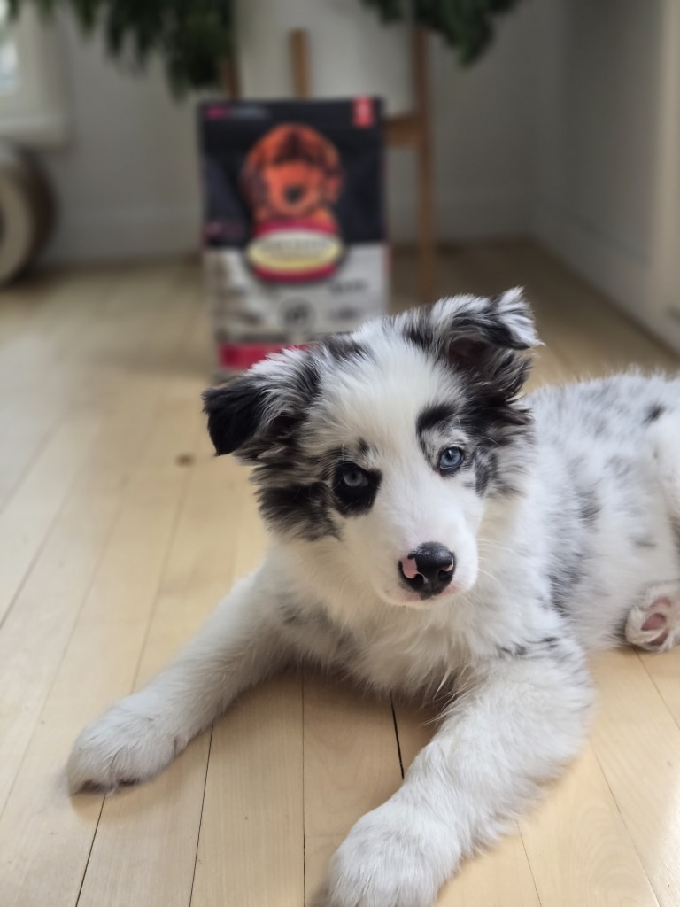 Puppy lying in front of its Oven-Baked Tradition all-breed lamb puppy food bag, rich in quality protein and slow-baked in Canada.