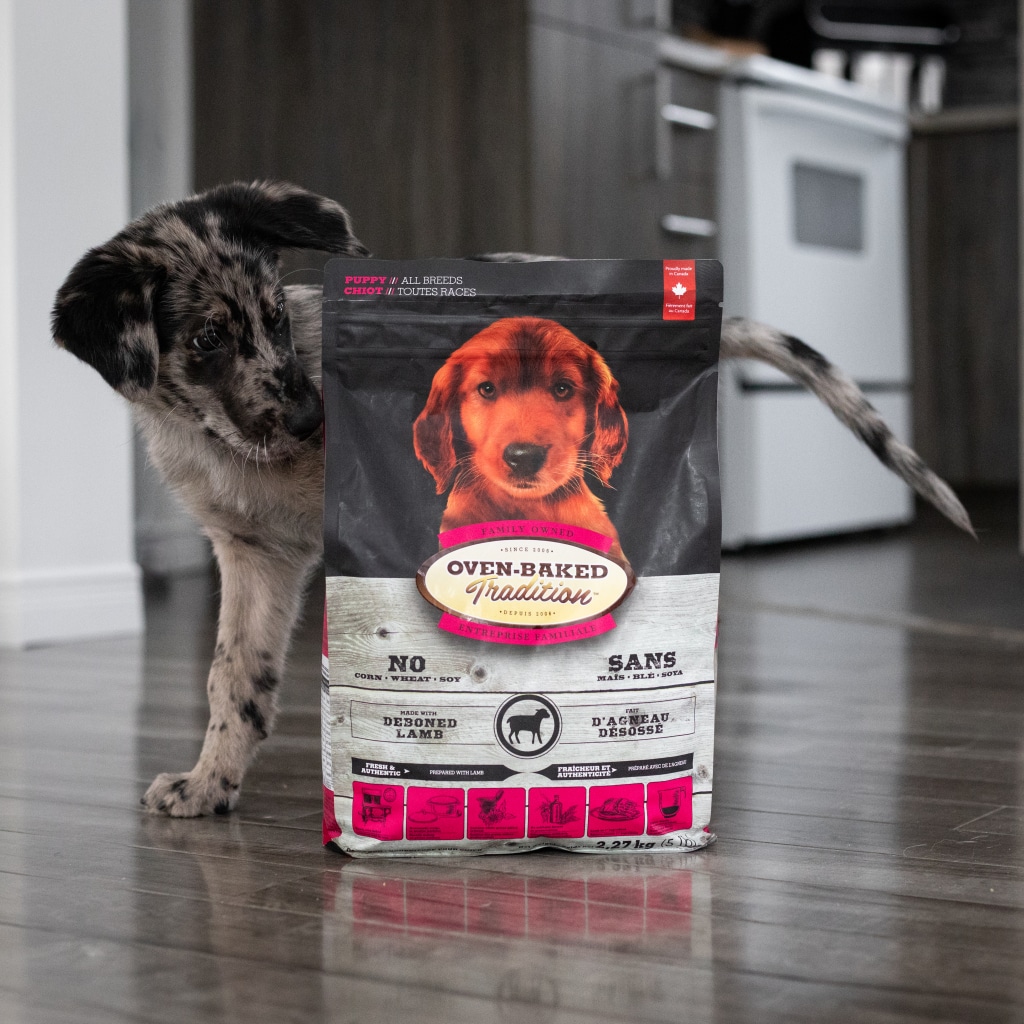 Curious puppy looking at its favorite Oven-Baked Tradition all-breed lamb puppy food bag, slow-baked in Canada.