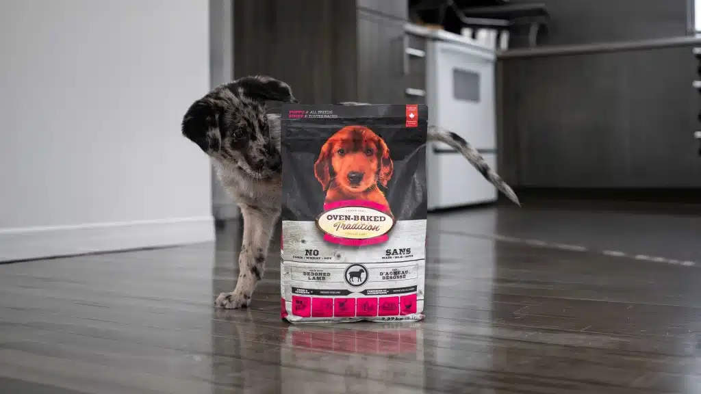 Chiot curieux regardant son sac de nourriture préférée pour chiots toutes races à l'agneau, cuite lentement au four au Québec.