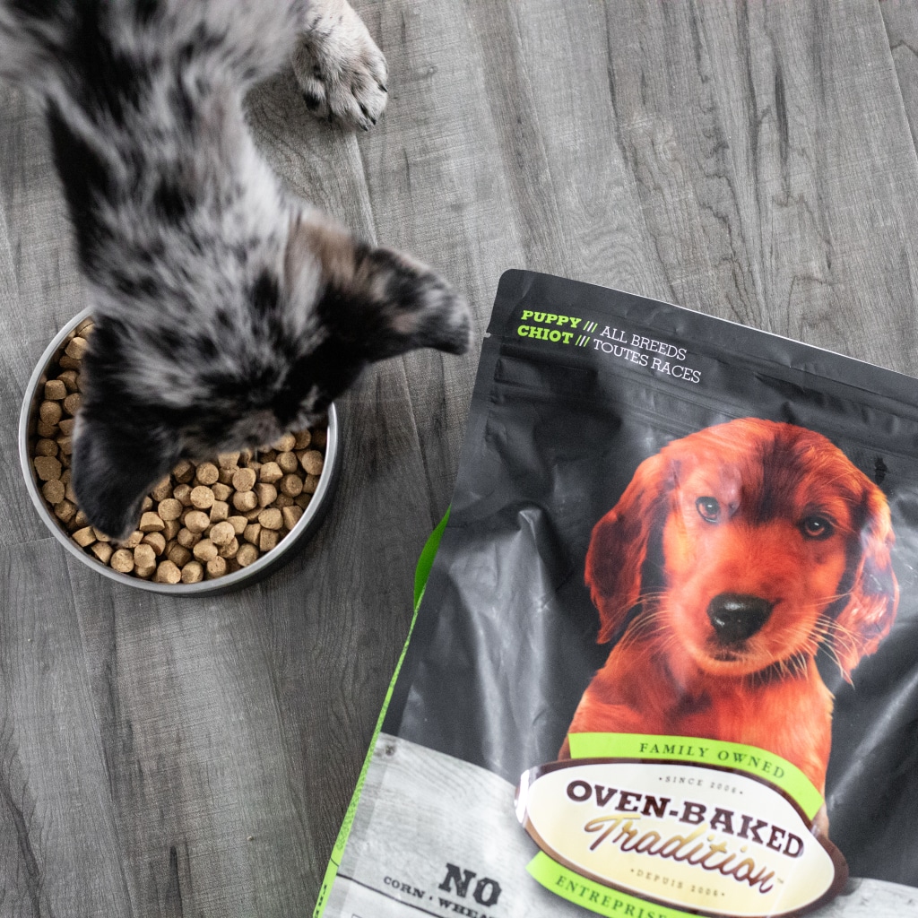 Puppy happily eating Oven-Baked Tradition all-breed puppy food with chicken, high-quality protein and slow-baked in Canada.