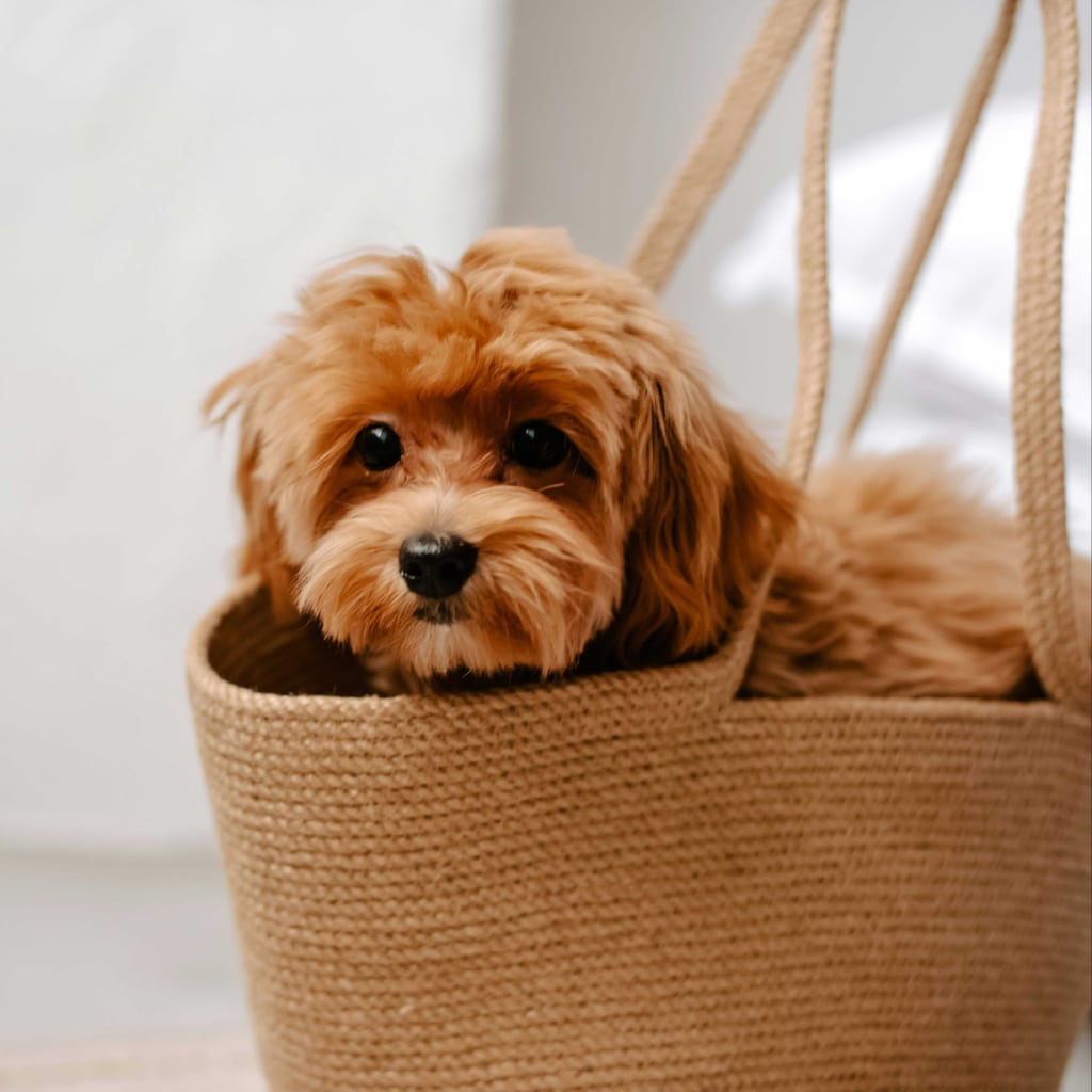 Puppy in a carrier bag after being welcomed by its new family