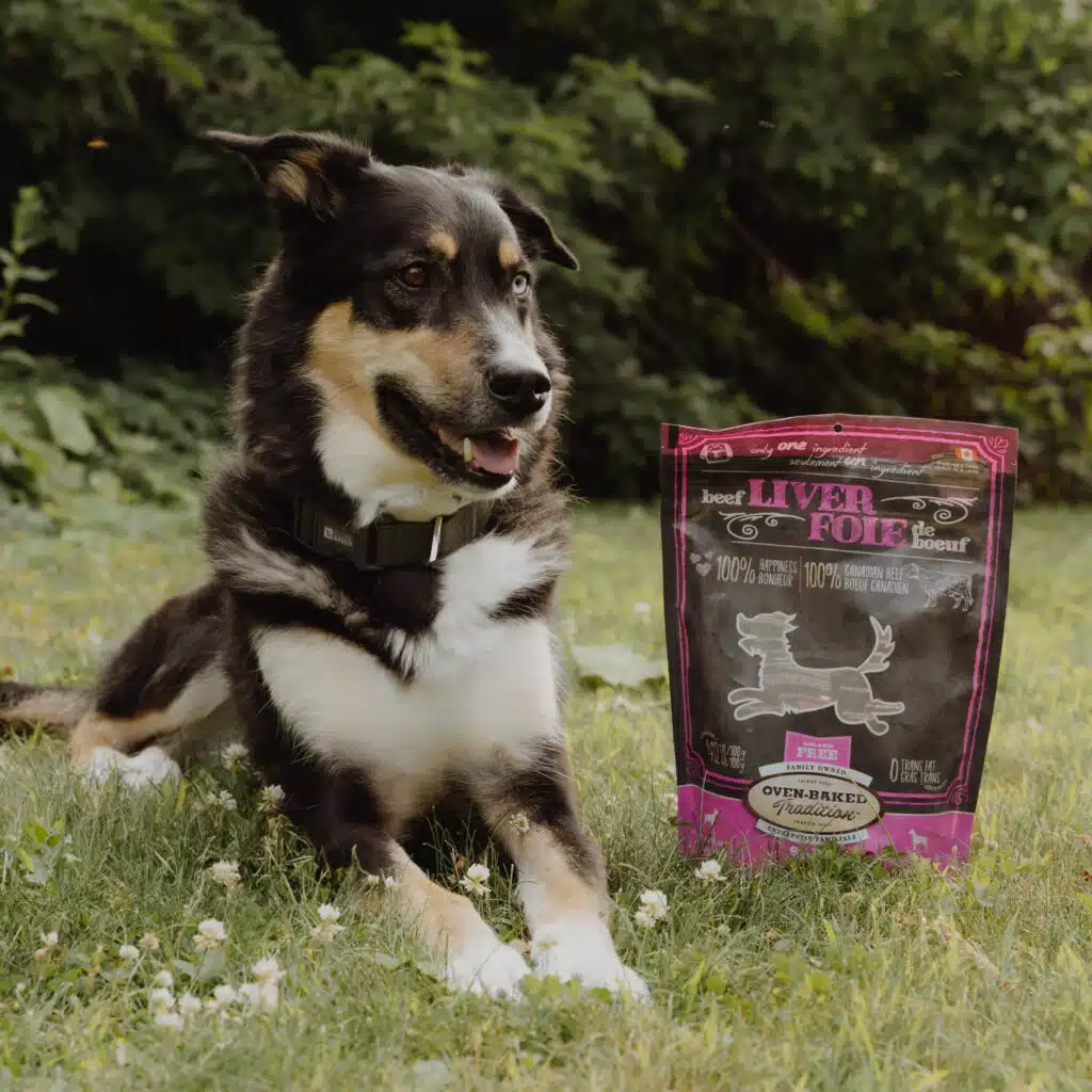 Dog resting in a dog park with Oven-Baked Tradition treats in Canada