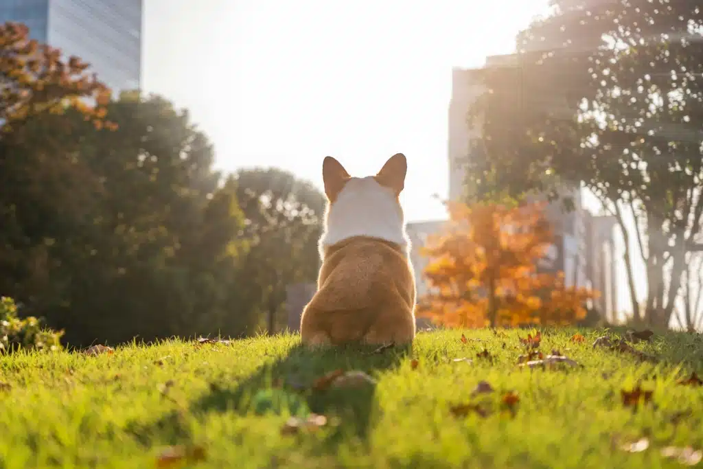 Chien heureux courant dans un parc à chiens sans laisse au Canada