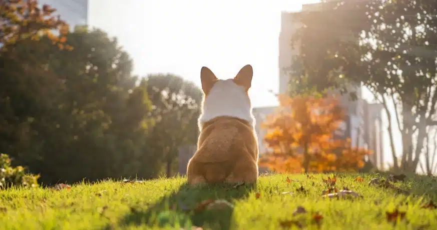 Chien heureux courant dans un parc à chiens sans laisse au Canada