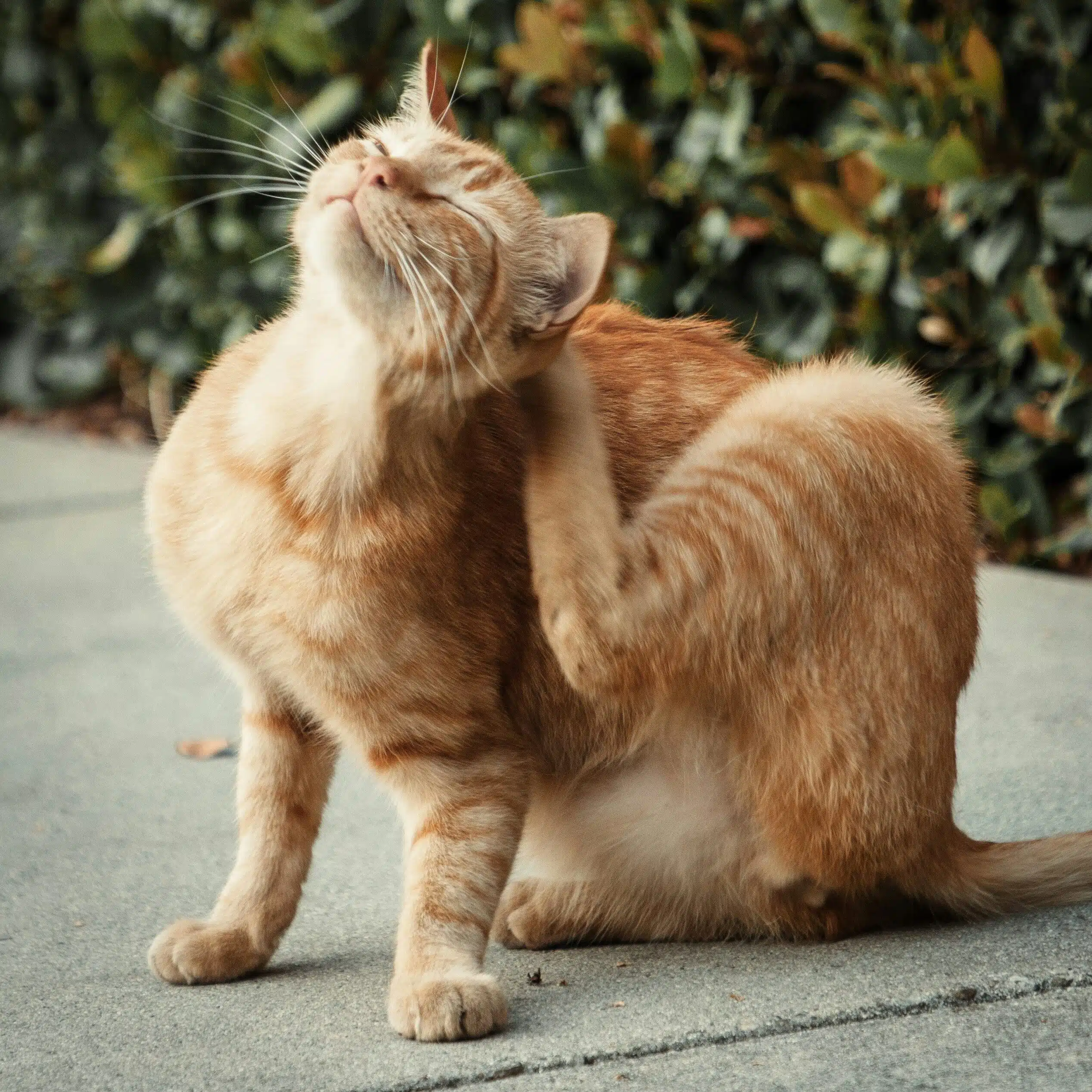 chat allergies saisonnieres demangeaisons printemps.jpg edited