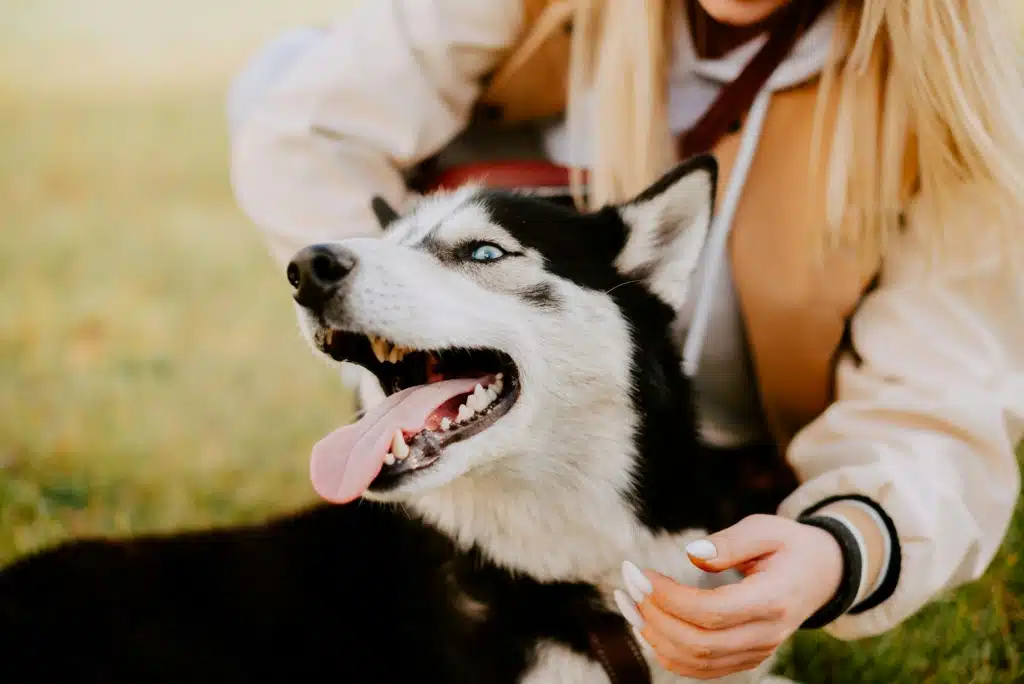 Chien heureux au printemps avec une peau saine grâce à la nourriture Oven-Baked Tradition pour peau sensible