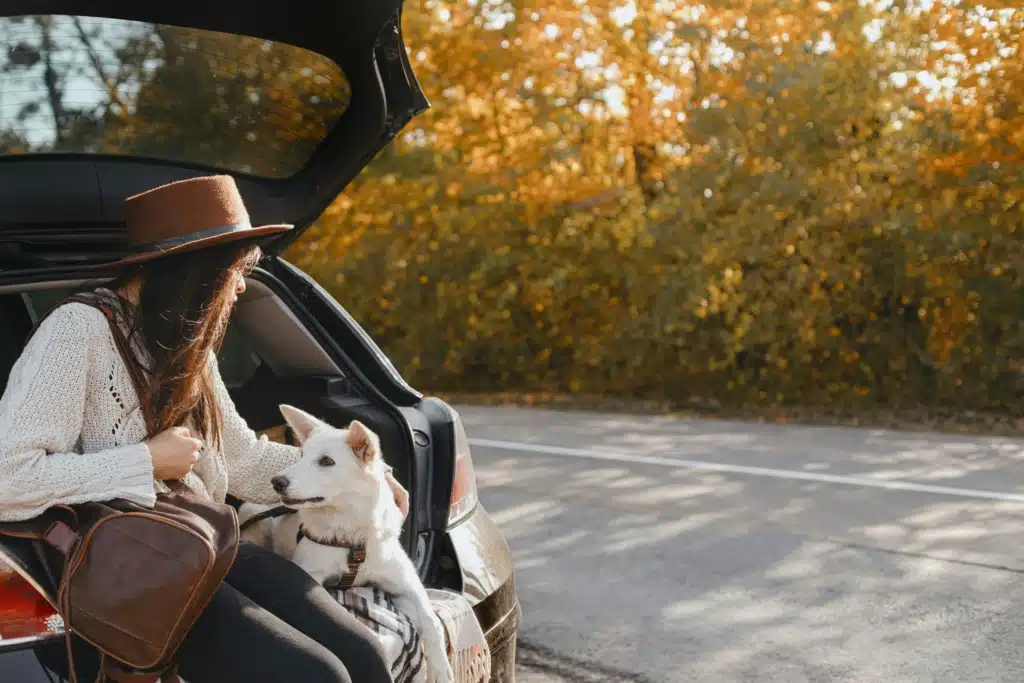 Chien profitant d’un voyage en voiture à travers le Canada avec sa famille, regardant par la fenêtre lors d’une aventure en plein air
